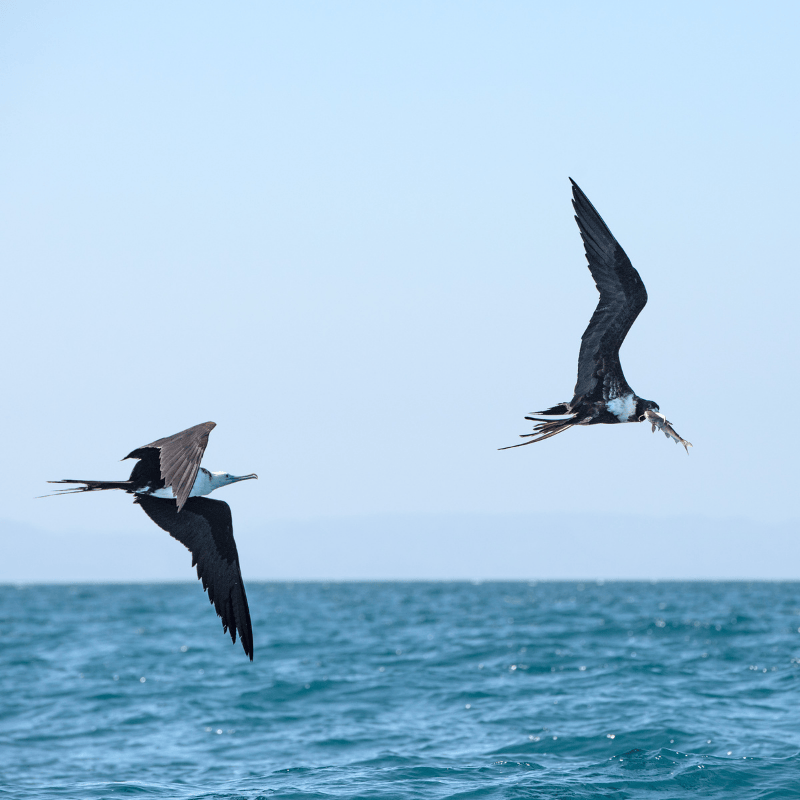 Kanoa Therapy Fort Collins Colorado Brian Sky